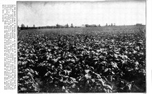 11200_OBJ-Thumbnail Image.jpg
