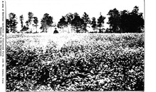 17557_OBJ-Thumbnail Image.jpg