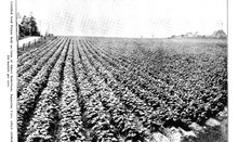 26168_OBJ-Thumbnail Image.jpg