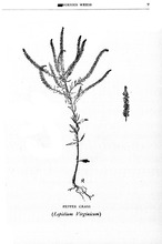 32092_OBJ-Thumbnail Image.jpg