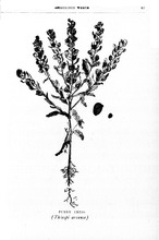 34519_OBJ-Thumbnail Image.jpg