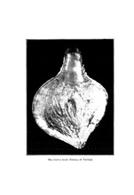 34537_OBJ-Thumbnail Image.jpg