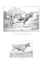 37703_OBJ-Thumbnail Image.jpg