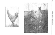 42899_OBJ-Thumbnail Image.jpg
