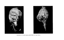 44229_OBJ-Thumbnail Image.jpg