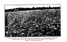 45381_OBJ-Thumbnail Image.jpg