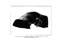 46290_OBJ-Thumbnail Image.jpg