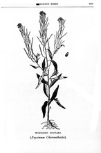 46451_OBJ-Thumbnail Image.jpg
