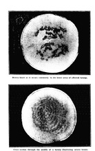46816_OBJ-Thumbnail Image.jpg