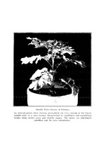 47339_OBJ-Thumbnail Image.jpg