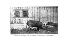 4847_OBJ-Thumbnail Image.jpg