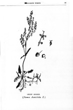 48793_OBJ-Thumbnail Image.jpg