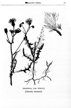 49728_OBJ-Thumbnail Image.jpg