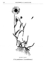52977_OBJ-Thumbnail Image.jpg