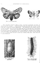 57070_OBJ-Thumbnail Image.jpg