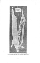 58722_OBJ-Thumbnail Image.jpg