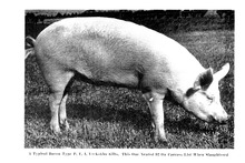 59447_OBJ-Thumbnail Image.jpg
