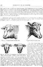 66912_OBJ-Thumbnail Image.jpg